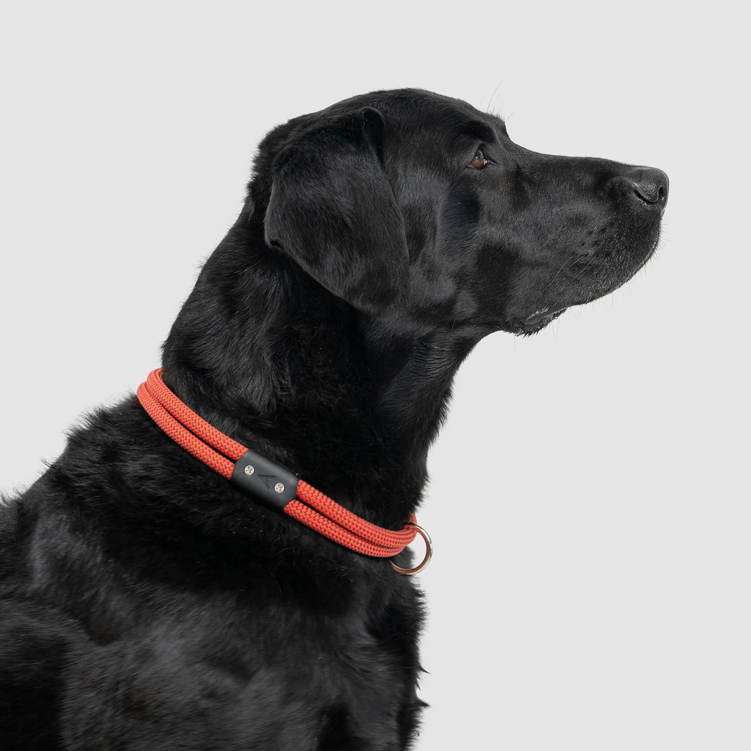 Lifetime Collar - Image 11