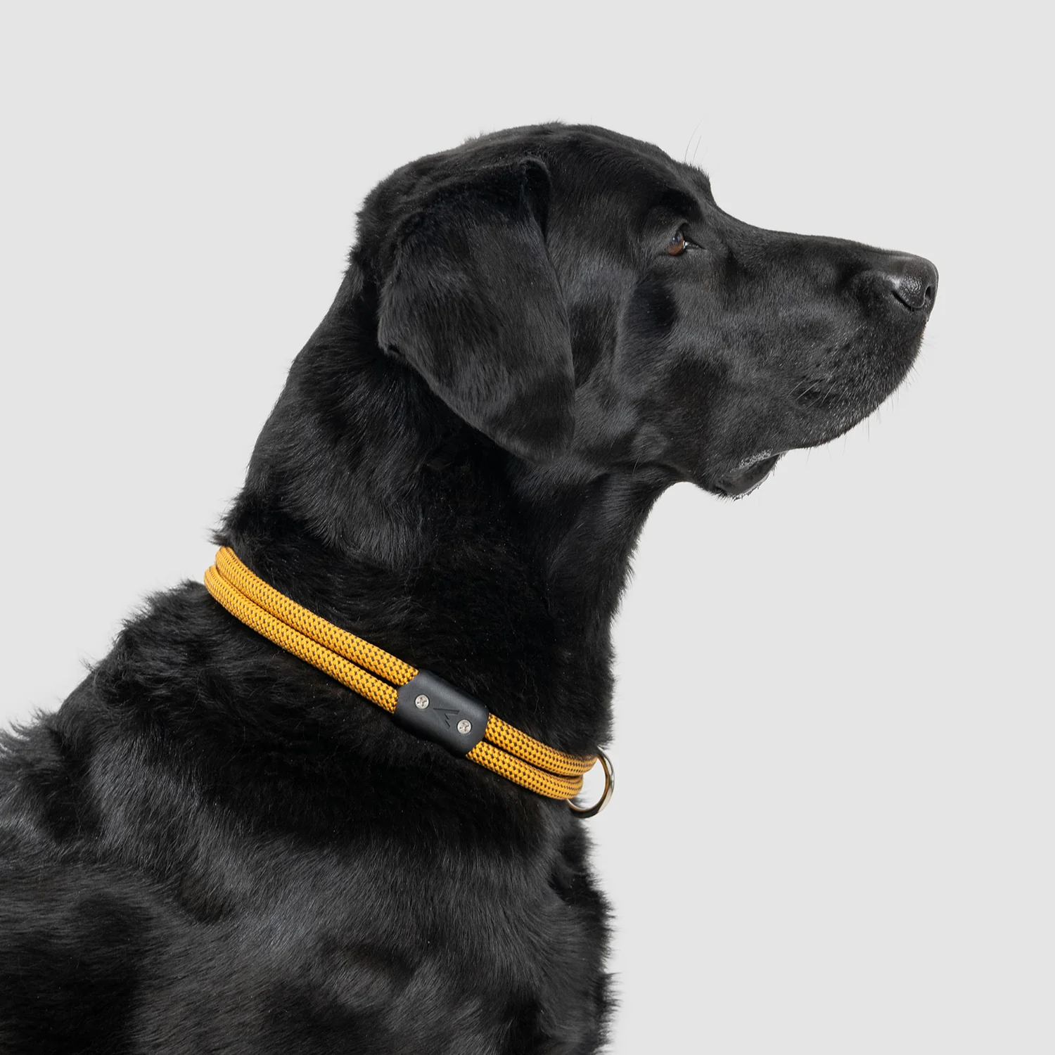 Lifetime Collar - Image 13