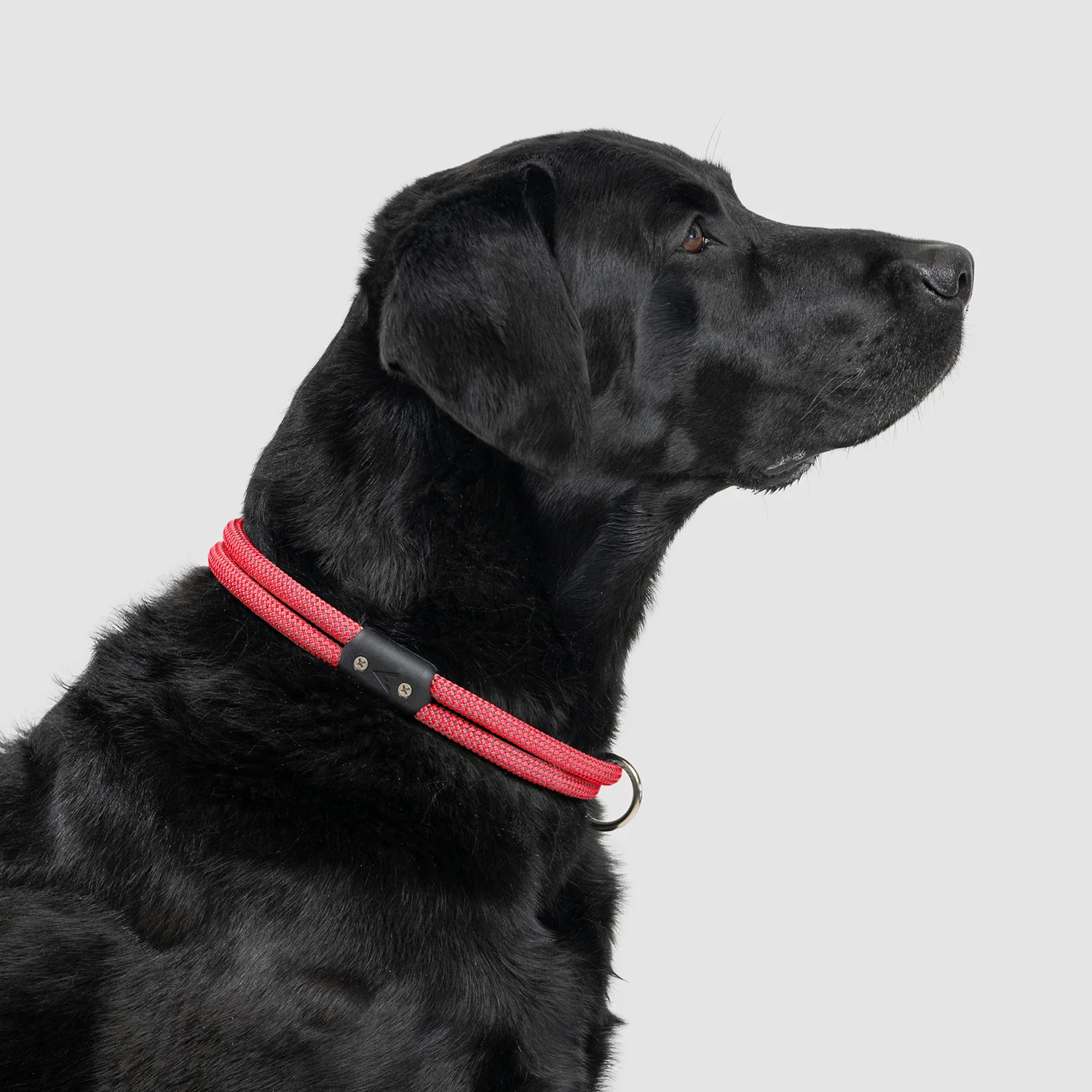 Lifetime Collar - Image 17