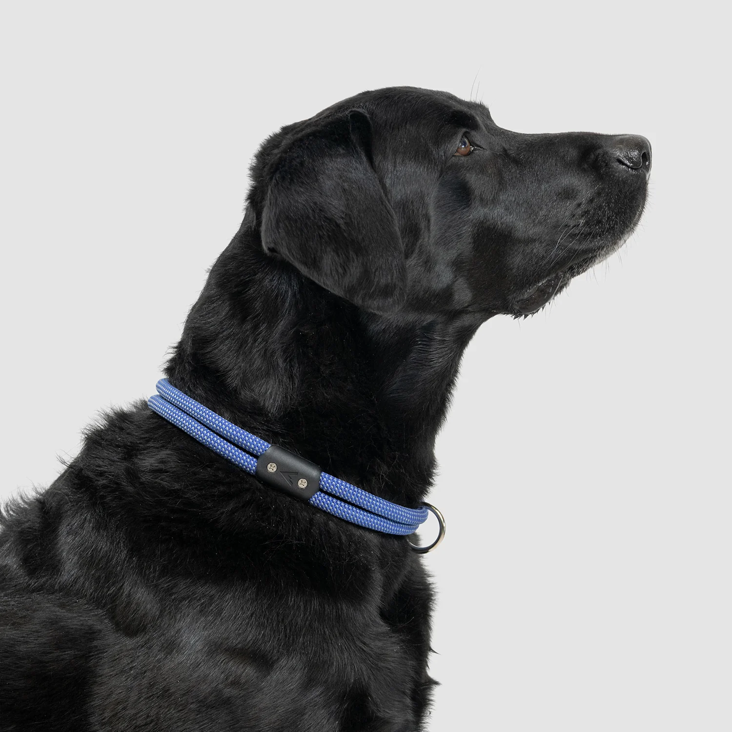 Lifetime Collar - Image 7