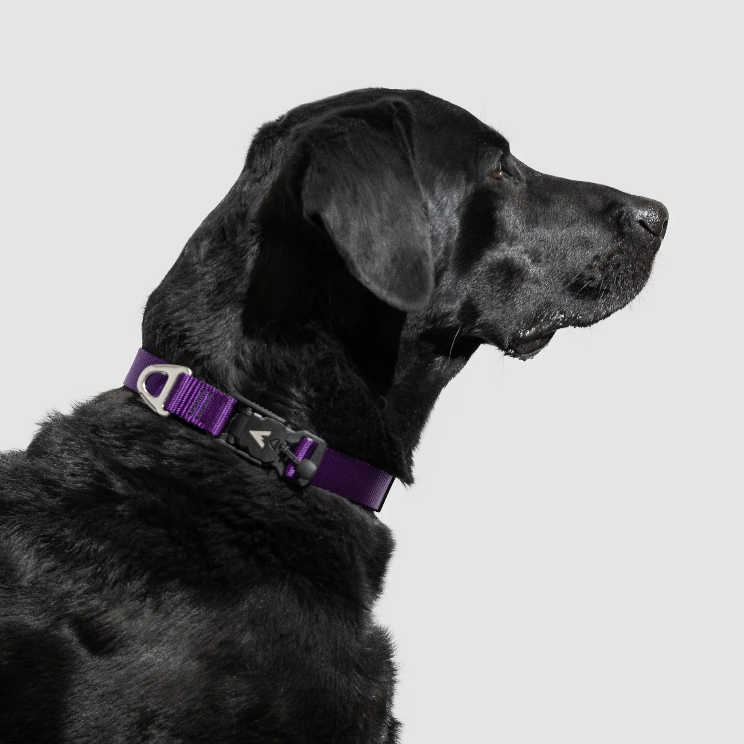 Lifetime Lite Collar - Image 10